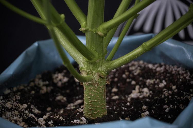 Lemon Cherry Gelato YumYum. Week 7 - the other Lemon Cherry Gelato  Defoliation done