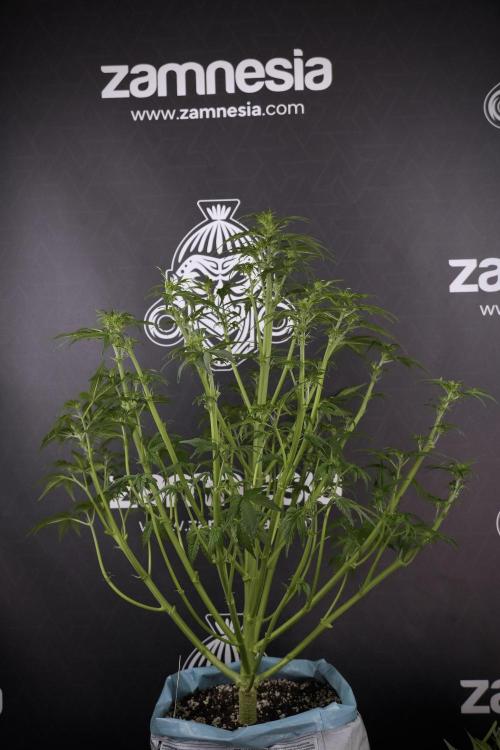 Lemon Cherry Gelato YumYum. Week 7 - the other Lemon Cherry Gelato  Defoliation done