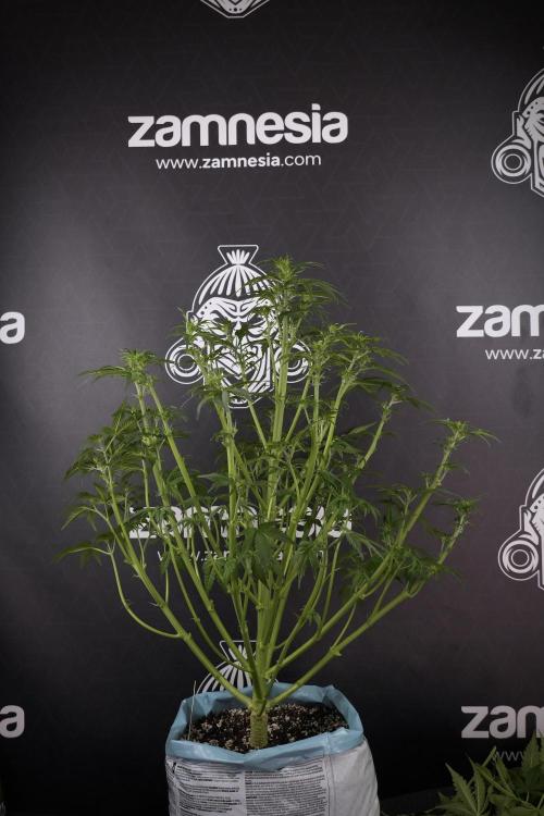 Lemon Cherry Gelato YumYum. Week 7 - the other Lemon Cherry Gelato  Defoliation done