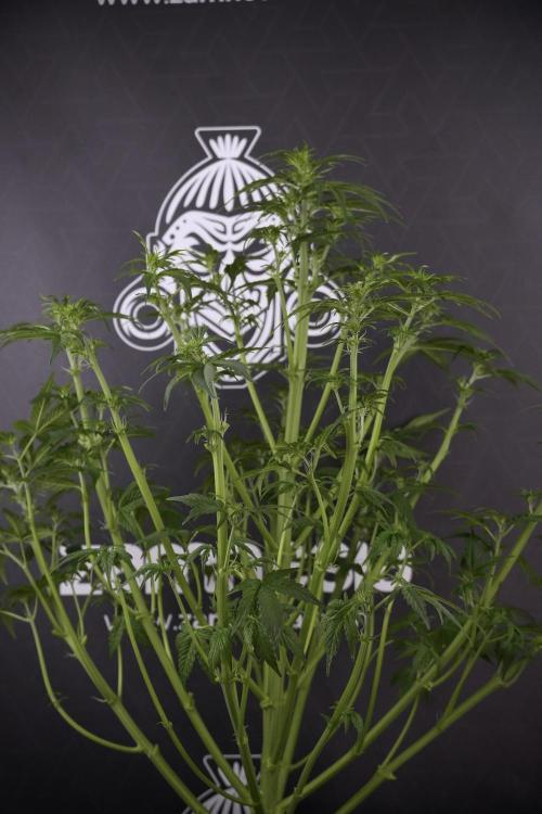 Lemon Cherry Gelato YumYum. Week 7 - the other Lemon Cherry Gelato  Defoliation done