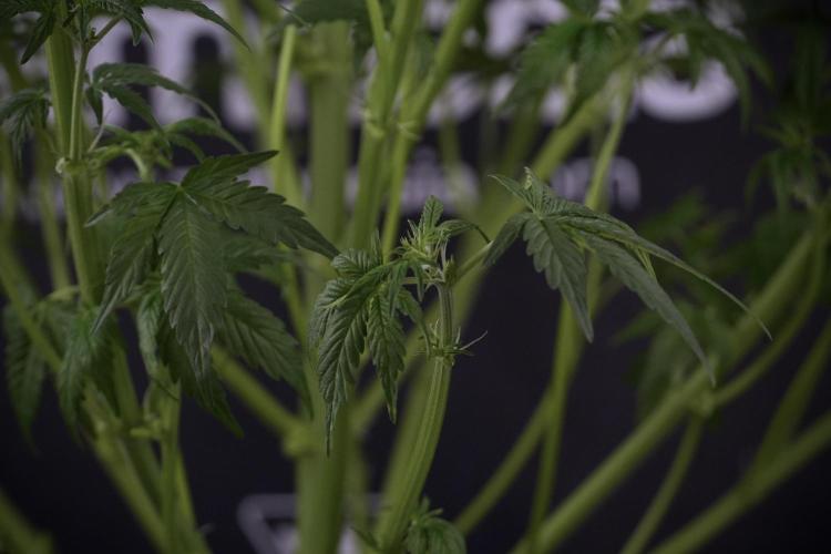 Lemon Cherry Gelato YumYum. Week 7 - the other Lemon Cherry Gelato  Defoliation done