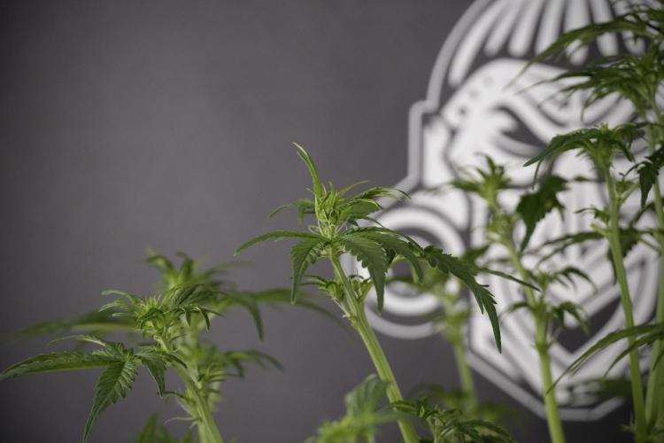 Lemon Cherry Gelato YumYum. Week 7 - the other Lemon Cherry Gelato  Defoliation done