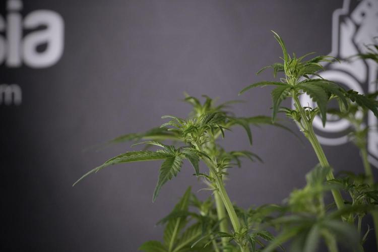 Lemon Cherry Gelato YumYum. Week 7 - the other Lemon Cherry Gelato  Defoliation done