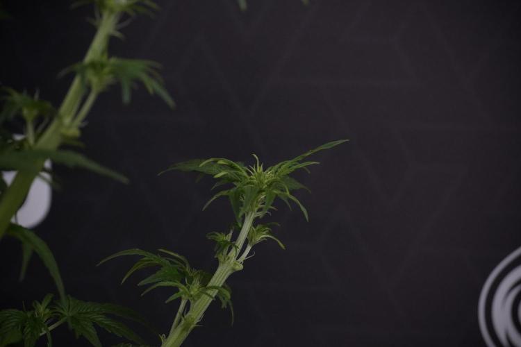 Lemon Cherry Gelato YumYum. Week 7 - the other Lemon Cherry Gelato  Defoliation done