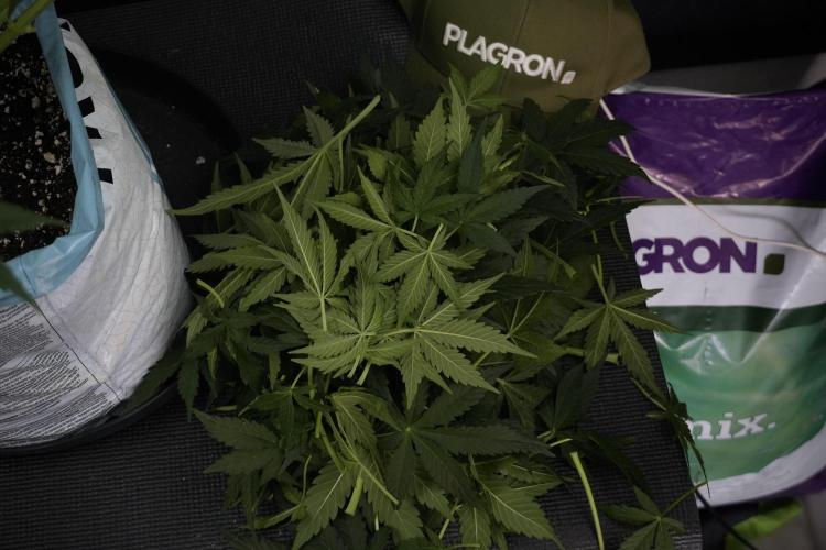 Lemon Cherry Gelato YumYum. Week 7 - the other Lemon Cherry Gelato  Defoliation done