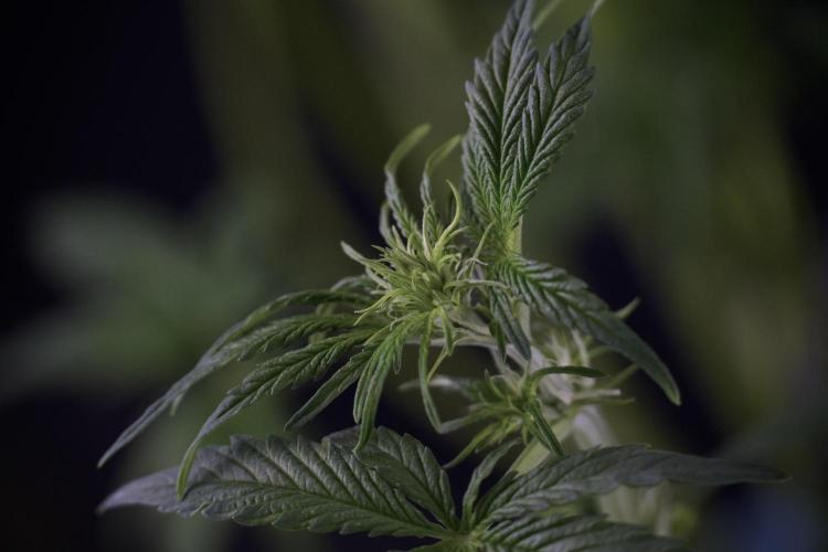 Lemon Cherry Gelato YumYum. Week 7 - the other Lemon Cherry Gelato  Defoliation done