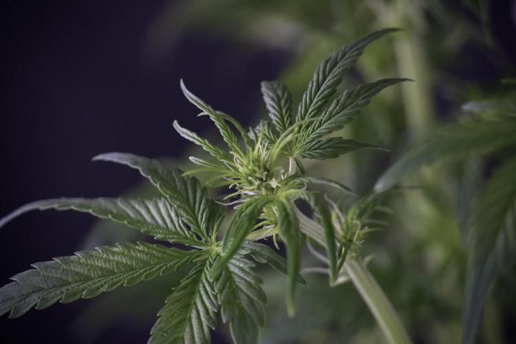 Lemon Cherry Gelato YumYum. Week 7 - the other Lemon Cherry Gelato  Defoliation done