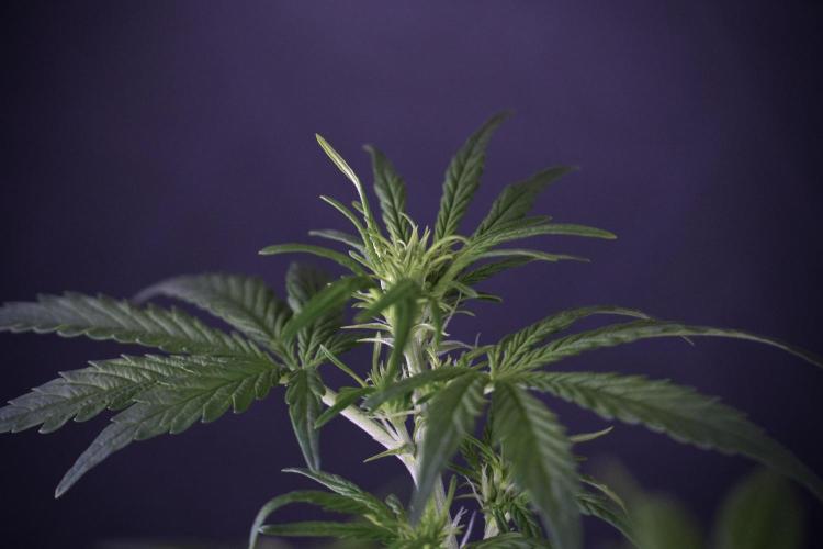 Lemon Cherry Gelato YumYum. Week 7 - the other Lemon Cherry Gelato  Defoliation done