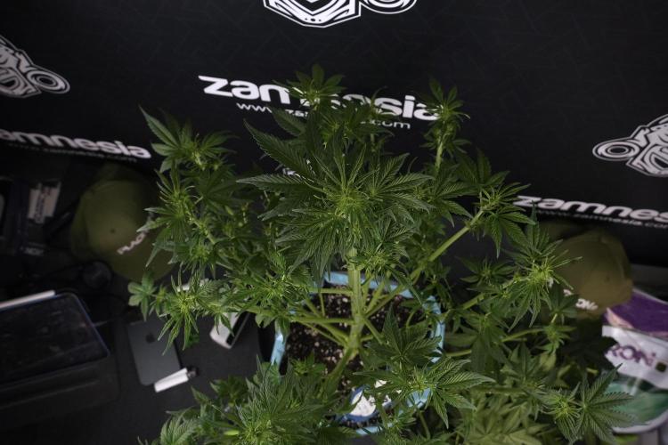 Lemon Cherry Gelato YumYum. Week 7 - the other Lemon Cherry Gelato  Defoliation done