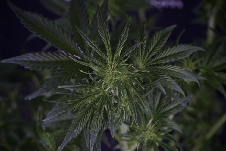 Lemon Cherry Gelato YumYum. Week 7 - the other Lemon Cherry Gelato  Defoliation done