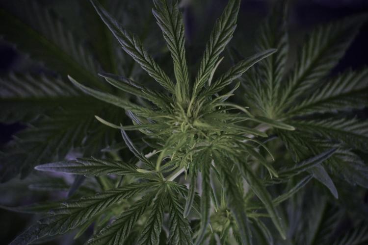 Lemon Cherry Gelato YumYum. Week 7 - the other Lemon Cherry Gelato  Defoliation done