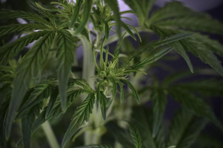 Lemon Cherry Gelato YumYum. Week 7 - the other Lemon Cherry Gelato  Defoliation done