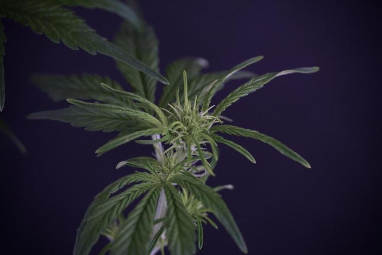 Lemon Cherry Gelato YumYum. Week 7 - the other Lemon Cherry Gelato  Defoliation done