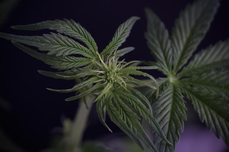 Lemon Cherry Gelato YumYum. Week 7 - the other Lemon Cherry Gelato  Defoliation done