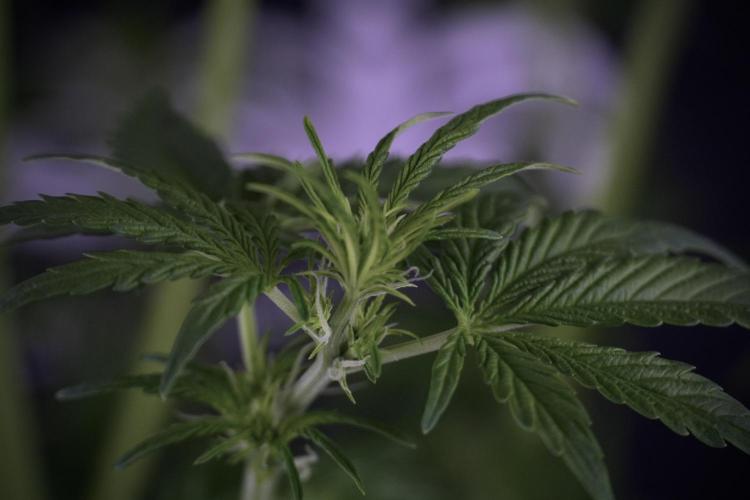 Lemon Cherry Gelato YumYum. Week 7 - the other Lemon Cherry Gelato  Defoliation done