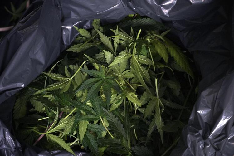 Lemon Cherry Gelato YumYum. Week 7 - the other Lemon Cherry Gelato  Defoliation done