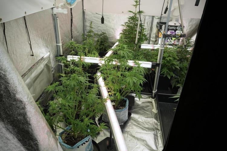 Lemon Cherry Gelato YumYum. Week 7 - the other Lemon Cherry Gelato  Defoliation done