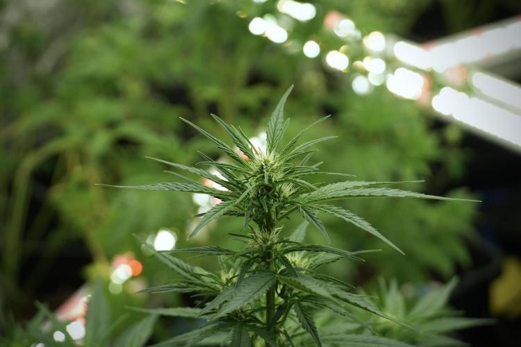 Lemon Cherry Gelato YumYum. Week 7 - Room and Vibes