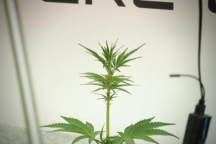 Lemon Cherry Gelato YumYum. Week 7 - Room and Vibes