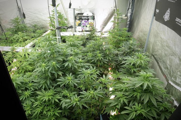 Lemon Cherry Gelato YumYum. Week 7 - Room and Vibes