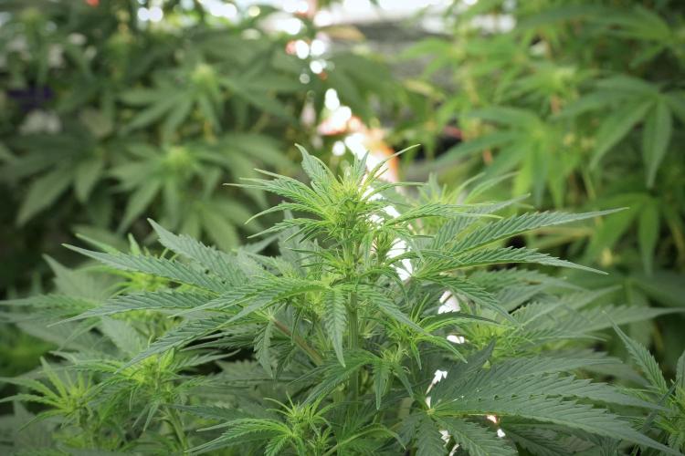 Lemon Cherry Gelato YumYum. Week 7 - Room and Vibes