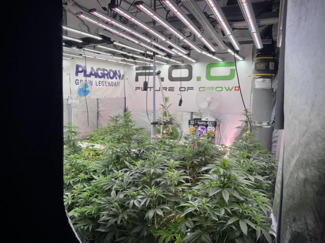 Lemon Cherry Gelato YumYum. Week 7 - Room and Vibes