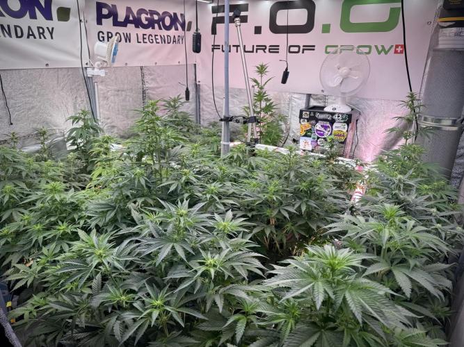 Lemon Cherry Gelato YumYum. Week 7 - Room and Vibes