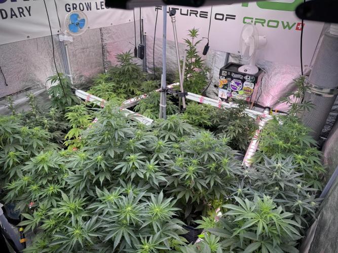 Lemon Cherry Gelato YumYum. Week 7 - Room and Vibes