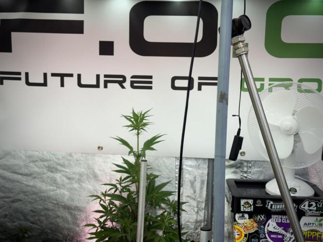 Lemon Cherry Gelato YumYum. Week 7 - Room and Vibes