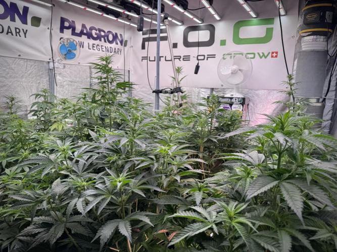 Lemon Cherry Gelato YumYum. Week 7 - Room and Vibes