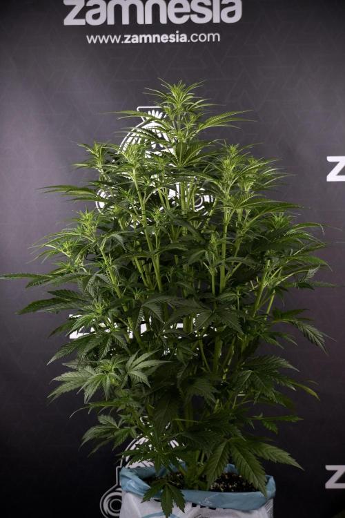 Cosmic Noodles a Zamnesia Dish. Week 7 - Cosmic Noodles before defoliation 