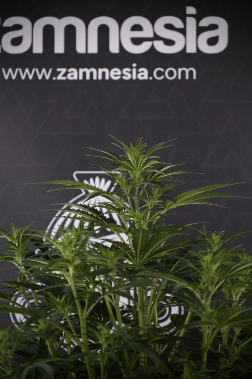 Cosmic Noodles a Zamnesia Dish. Week 7 - Cosmic Noodles before defoliation 