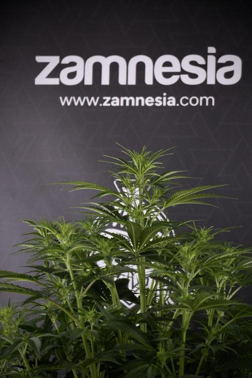 Cosmic Noodles a Zamnesia Dish. Week 7 - Cosmic Noodles before defoliation 