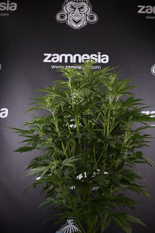 Cosmic Noodles a Zamnesia Dish. Week 7 - Cosmic Noodles before defoliation 