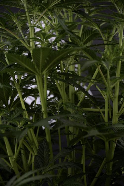 Cosmic Noodles a Zamnesia Dish. Week 7 - Cosmic Noodles before defoliation 