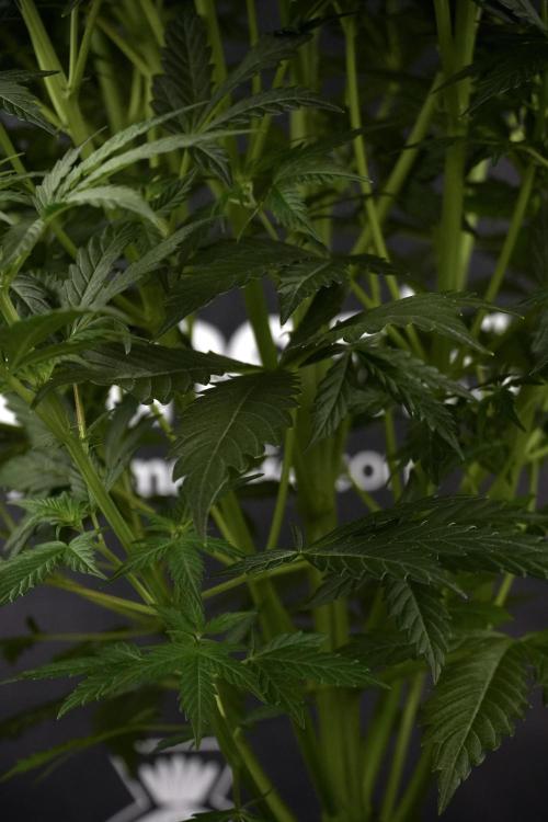 Cosmic Noodles a Zamnesia Dish. Week 7 - Cosmic Noodles before defoliation 