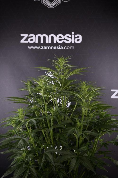 Cosmic Noodles a Zamnesia Dish. Week 7 - Cosmic Noodles before defoliation 