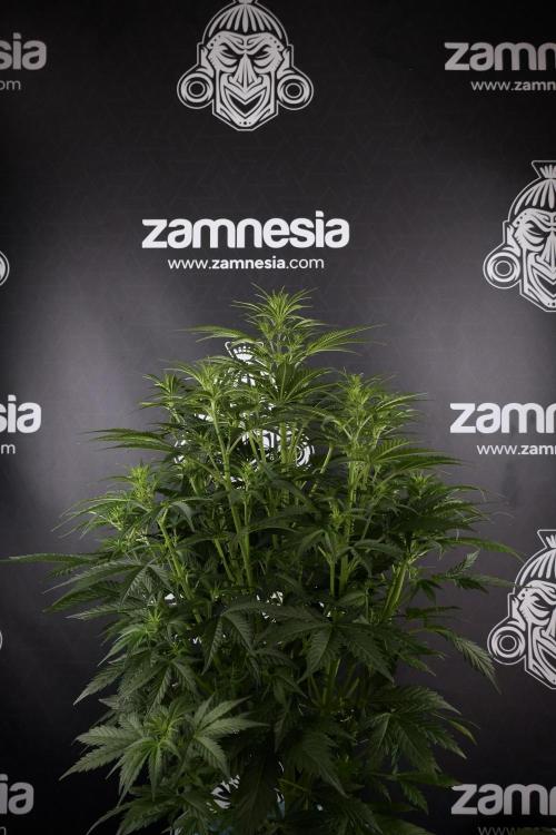 Cosmic Noodles a Zamnesia Dish. Week 7 - Cosmic Noodles before defoliation 