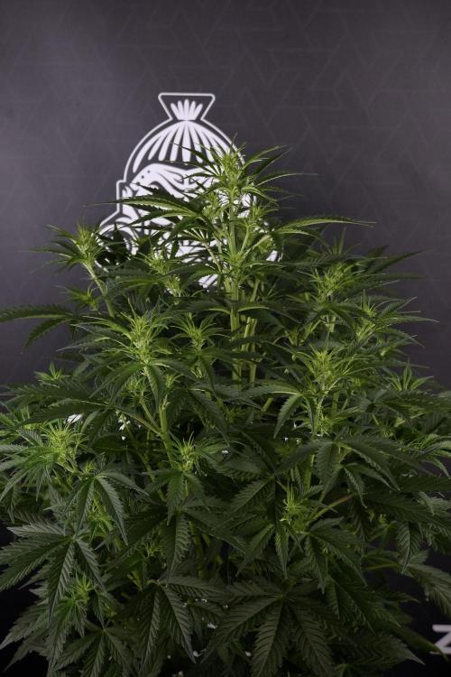 Cosmic Noodles a Zamnesia Dish. Week 7 - Cosmic Noodles before defoliation 