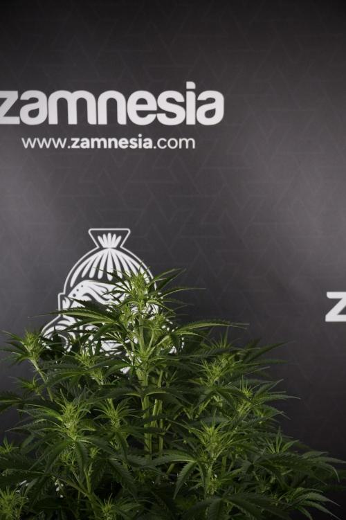 Cosmic Noodles a Zamnesia Dish. Week 7 - Cosmic Noodles before defoliation 