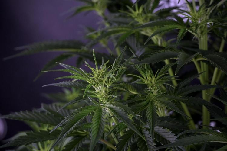 Cosmic Noodles a Zamnesia Dish. Week 7 - Cosmic Noodles before defoliation 