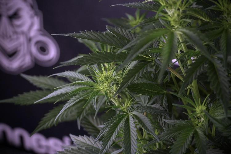 Cosmic Noodles a Zamnesia Dish. Week 7 - Cosmic Noodles before defoliation 