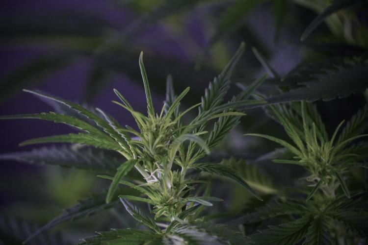 Cosmic Noodles a Zamnesia Dish. Week 7 - Cosmic Noodles before defoliation 