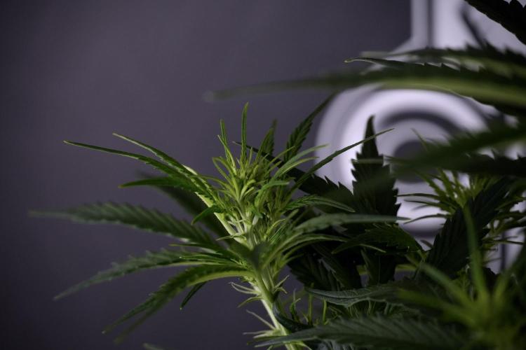 Cosmic Noodles a Zamnesia Dish. Week 7 - Cosmic Noodles before defoliation 