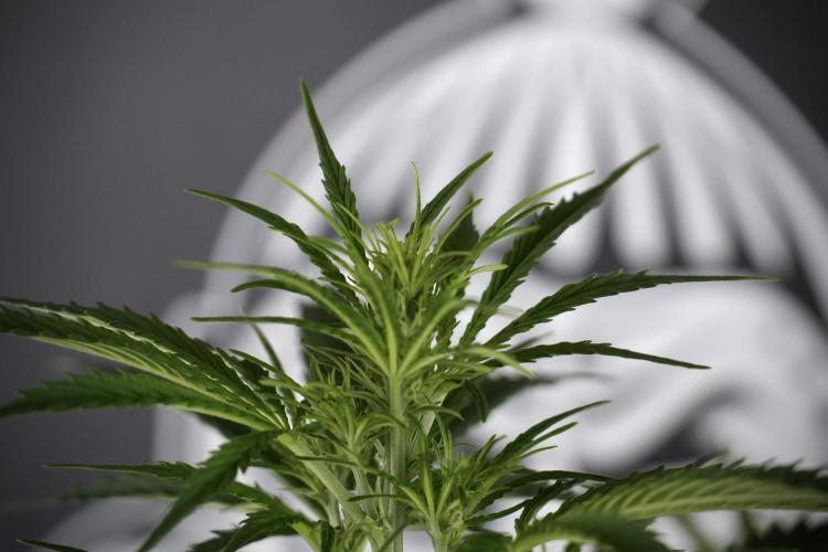 Cosmic Noodles a Zamnesia Dish. Week 7 - Cosmic Noodles before defoliation 