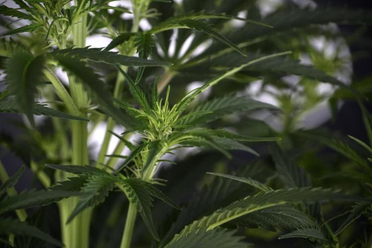 Cosmic Noodles a Zamnesia Dish. Week 7 - Cosmic Noodles before defoliation 