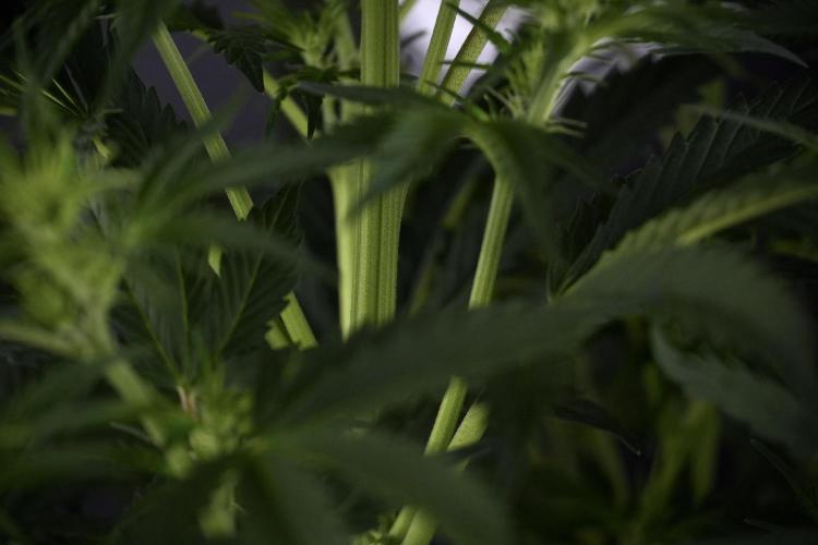 Cosmic Noodles a Zamnesia Dish. Week 7 - Cosmic Noodles before defoliation 