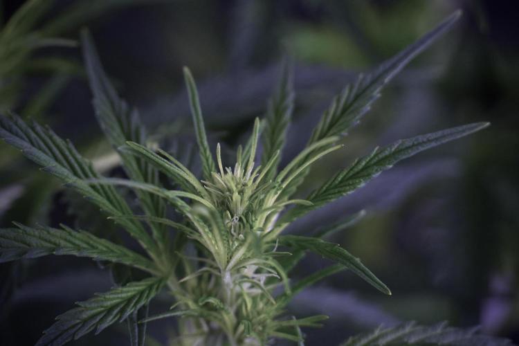 Cosmic Noodles a Zamnesia Dish. Week 7 - Cosmic Noodles before defoliation 