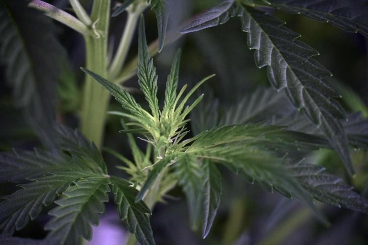 Cosmic Noodles a Zamnesia Dish. Week 7 - Cosmic Noodles before defoliation 