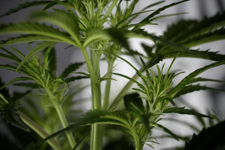 Cosmic Noodles a Zamnesia Dish. Week 7 - Cosmic Noodles before defoliation 